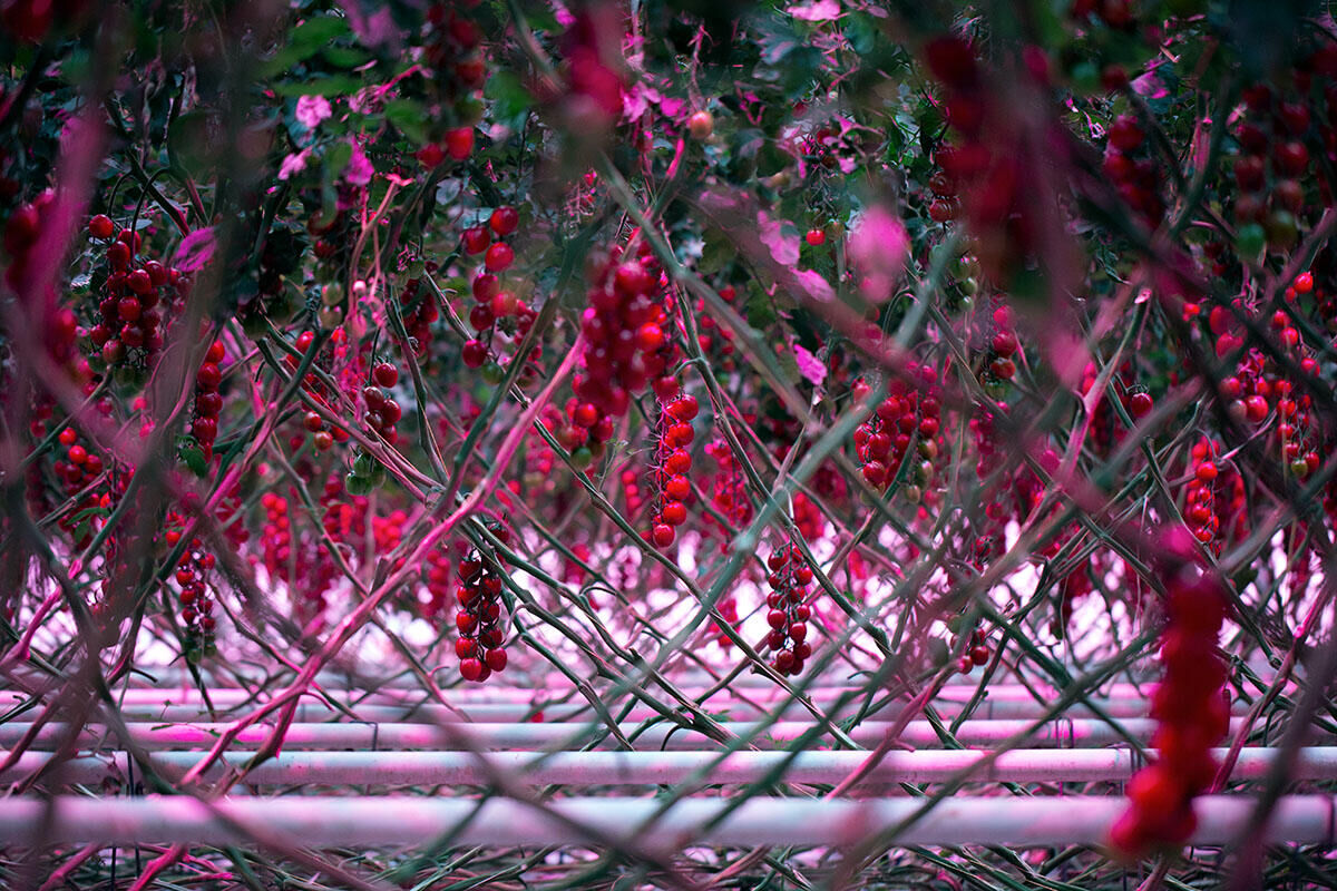 LED-verlichting voor tomaten