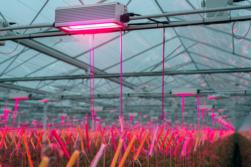 LED-verlichting voor tomaten