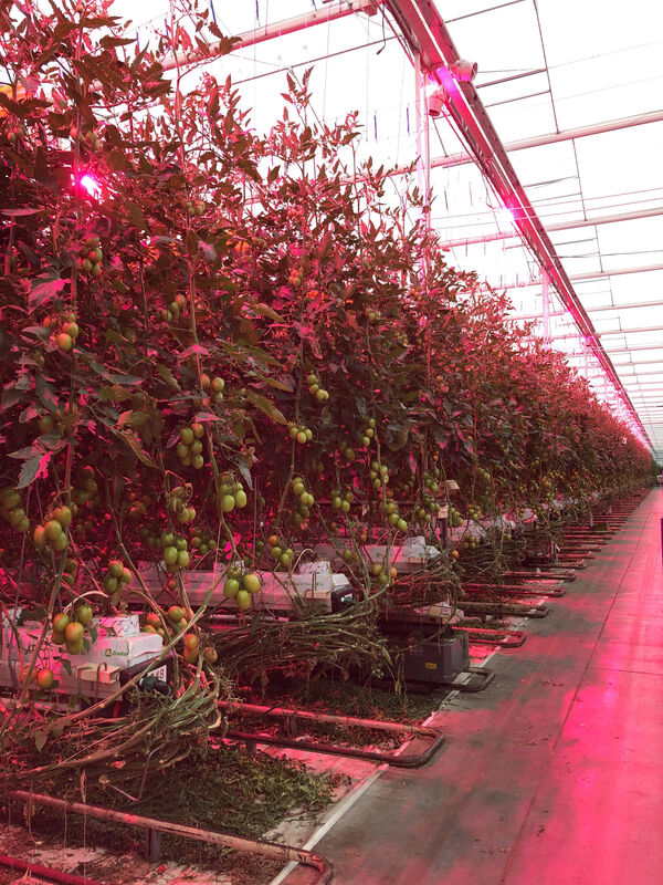 LED-verlichting voor tomaten