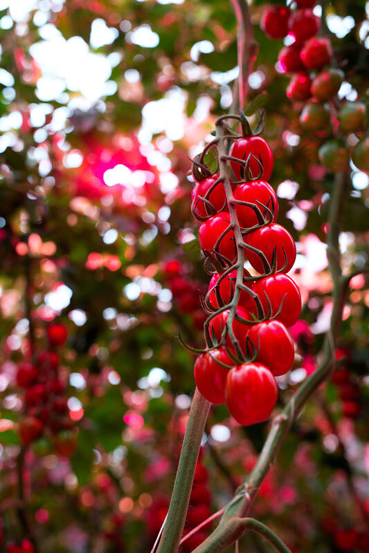 LED-verlichting voor tomaten