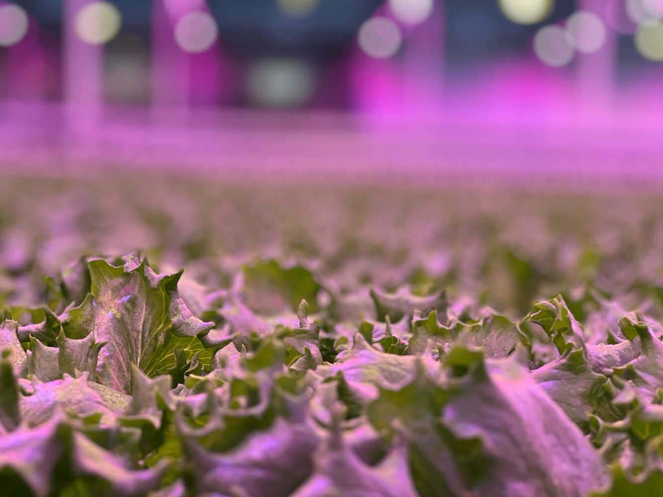 Little Leaf Farms