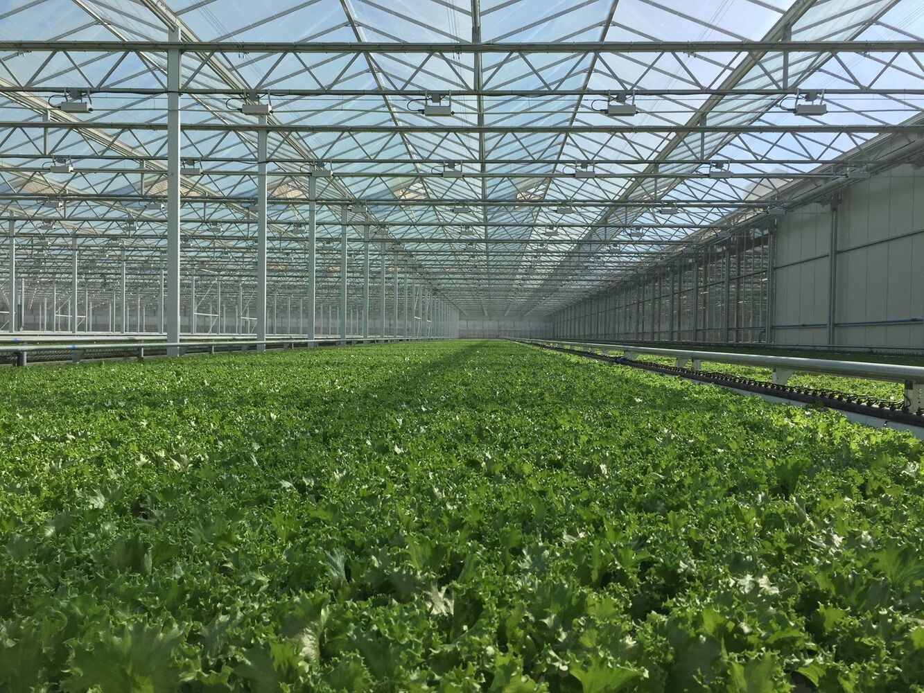 Little Leaf Farms