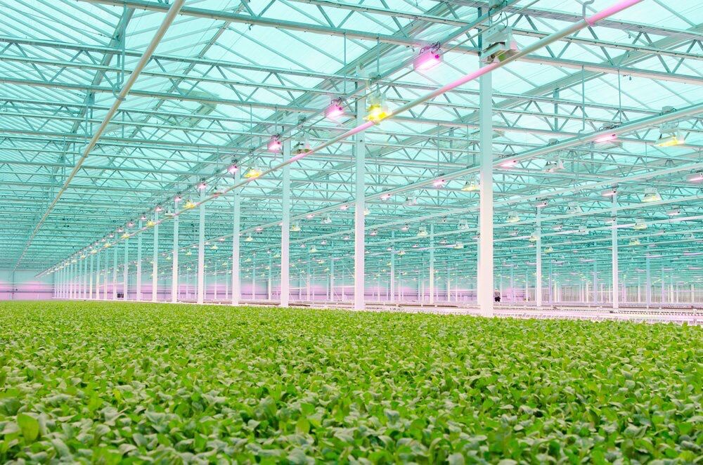 Little Leaf Farms