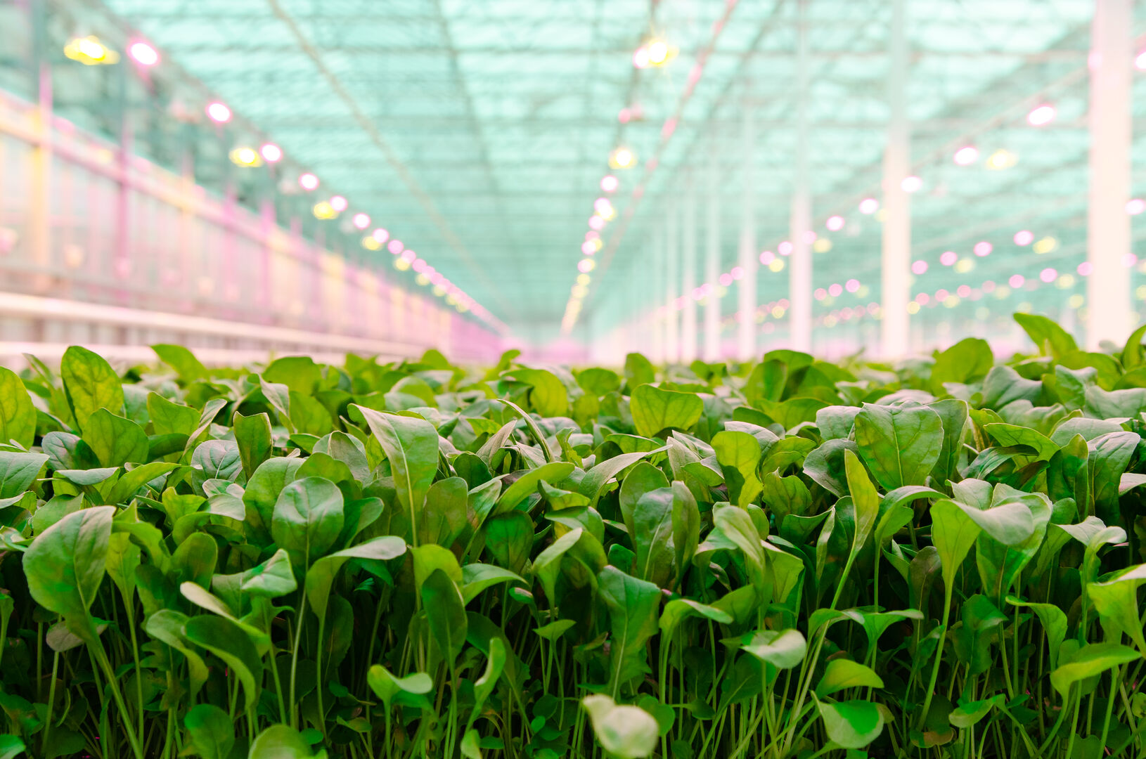 Little Leaf Farms