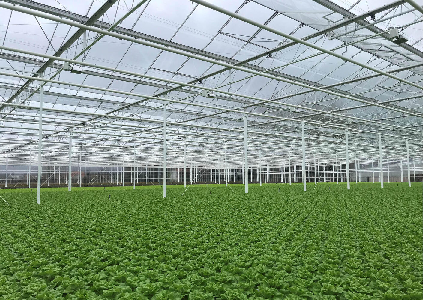 Making a lettuce greenhouse more sustainable using water-cooled LED fixtures