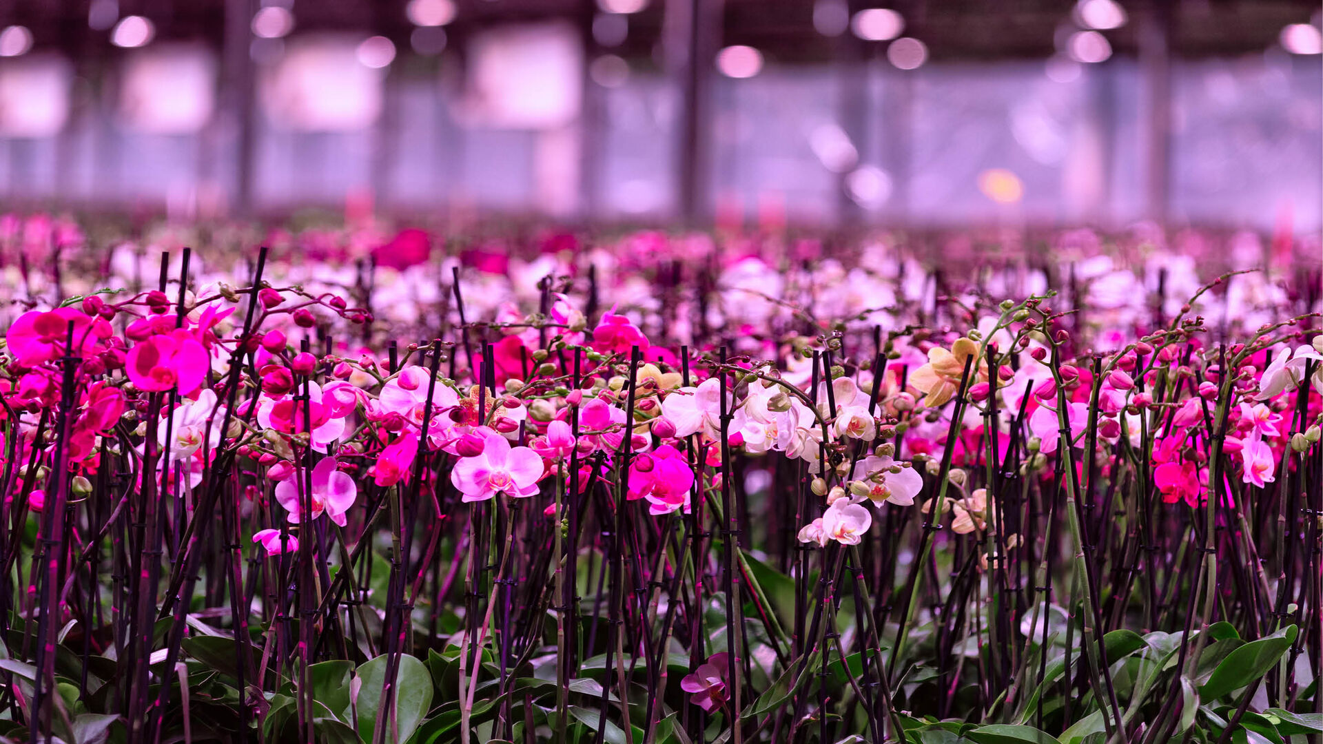 Oreon LED Control Center