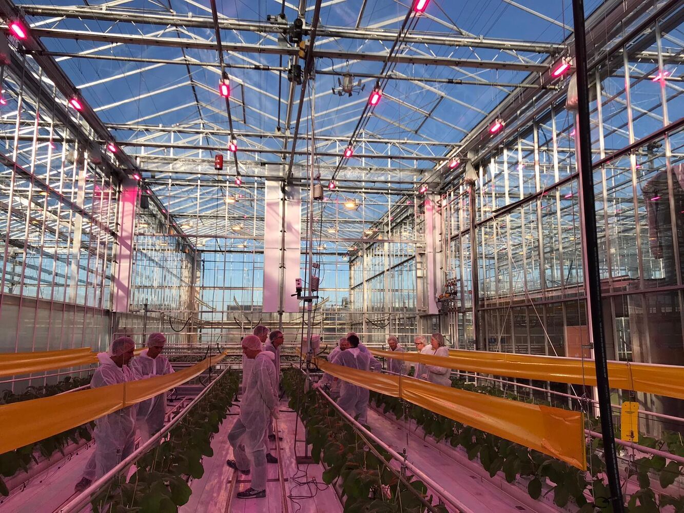 Oreon participates in project 'Eggplant year round in balance with LED' project at the Delphy Improvement Centre