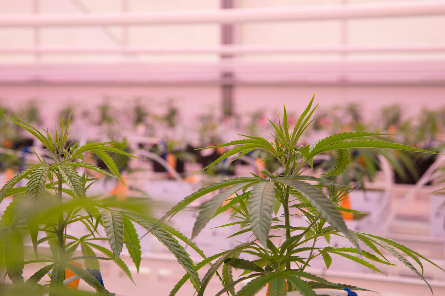 Oreon supplies LED to medical cannabis grower Medican in Denmark