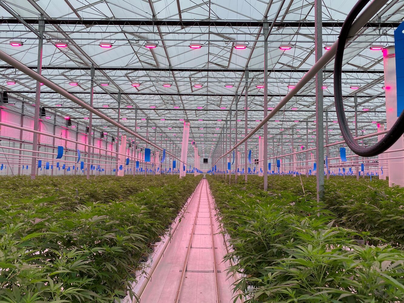 PERSBERICHT: Tuinbouw-multinationals en wetenschap delen cannabis-kennis in Legal Cannabis Coalition