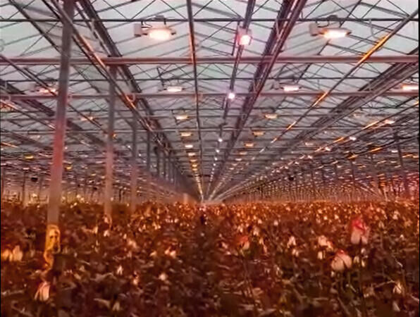 Snijrozen teler Yug-Agro start trial met watergekoelde LEDs.