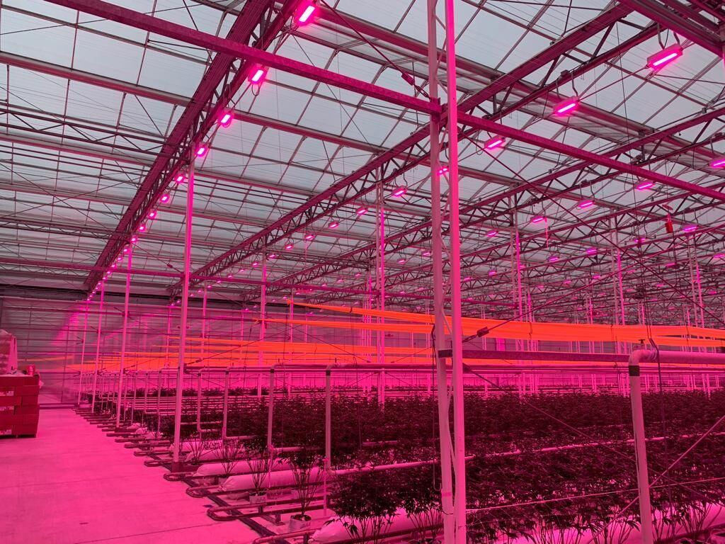 Tomatenteelt ingeruild voor cannabis: teler kiest bewust voor kas én watergekoelde LED-lampen