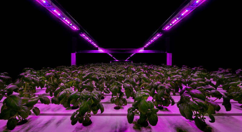 Vertical farming with LED grow lights