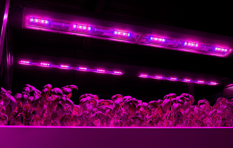 Vertical farming with LED grow lights