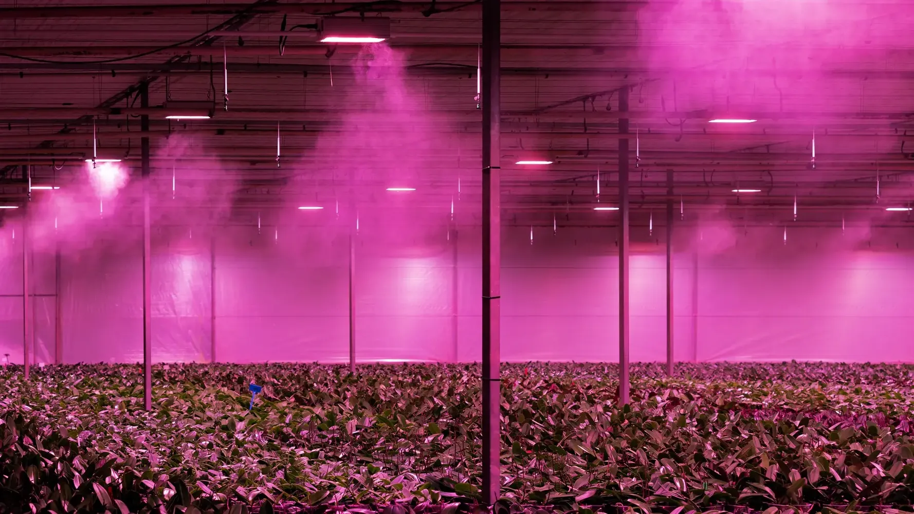 Vlinderhoeve: high-tech orchid cultivation with maximum control over light and energy