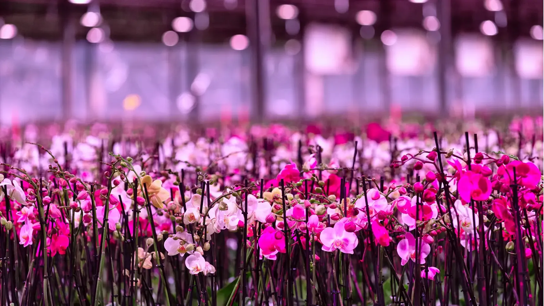 Vlinderhoeve: high-tech orchid cultivation with maximum control over light and energy