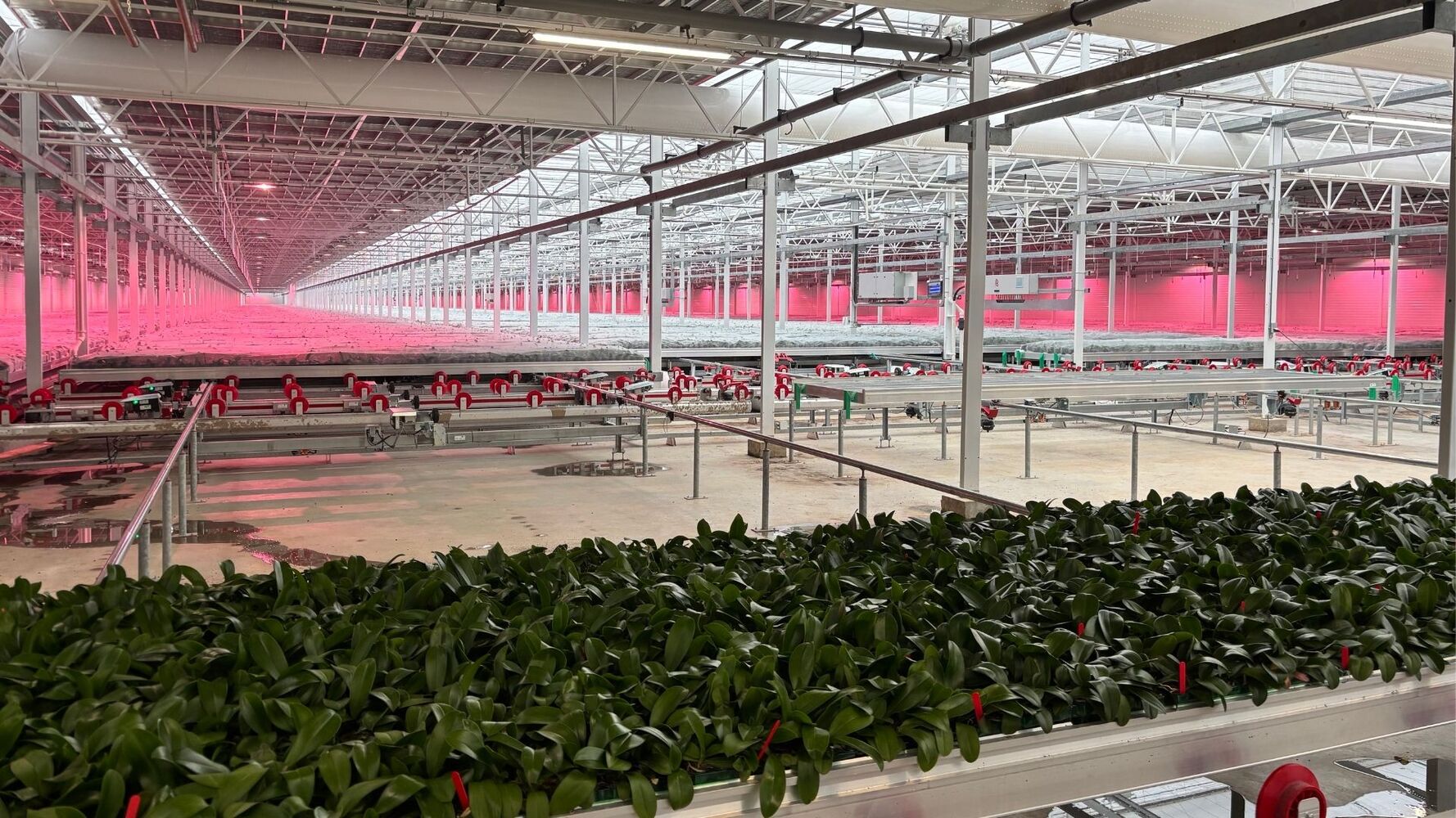 Vlinderhoeve: hightech orchideeënteelt met maximale controle over licht en energie