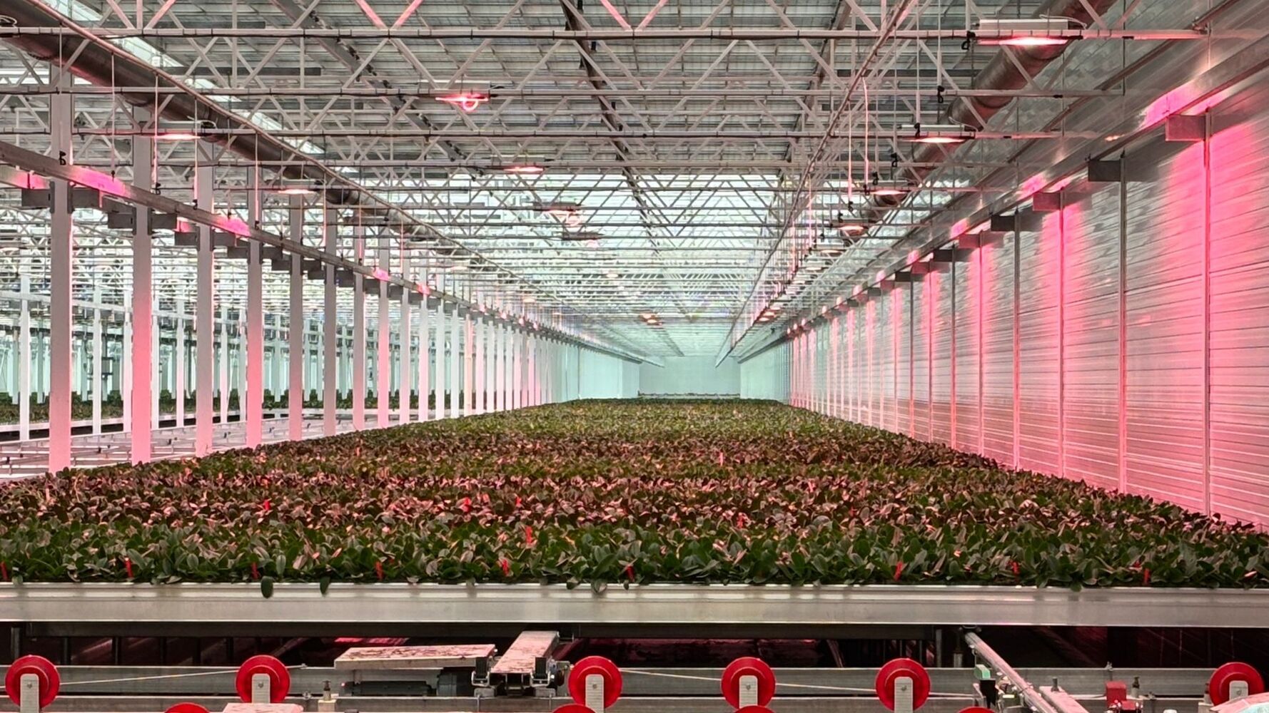 Vlinderhoeve: hightech orchideeënteelt met maximale controle over licht en energie