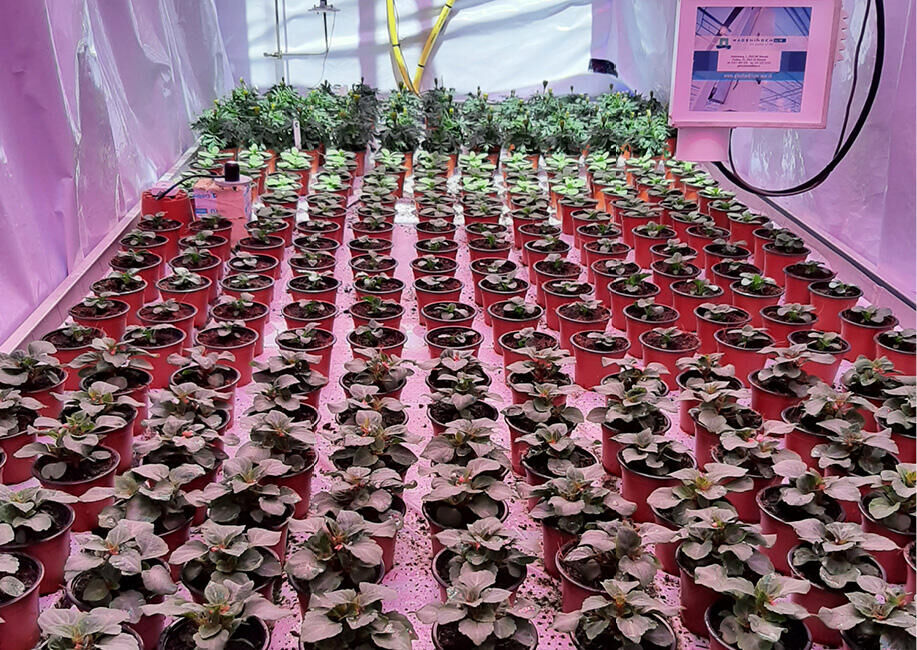 WUR researches whether growth and shape of potted plants can be controlled with light